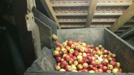 Les pommes attendent leur passage au pressoir.