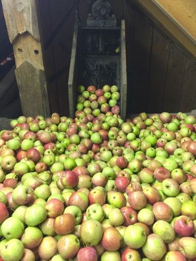 Grand tas de pommes rouges et vertes dans une grange, glissière en bois menant à un bac en arrière-plan