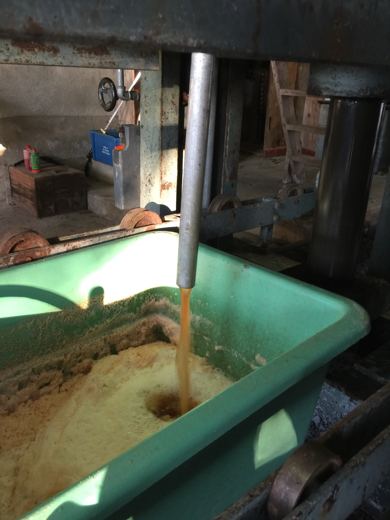 Jet de jus de pomme s'écoulant d'un pressoir dans un bac en plastique vert