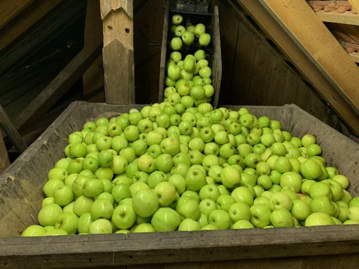 Grande caisse en bois remplie de pommes vertes dans une grange, tapis roulant en arrière-plan