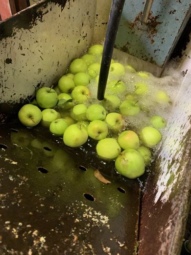 Pommes vertes flottant dans l'eau d'un bac métallique, une barre traversant le bassin