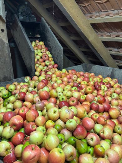 Les pommes arrivent au pressoir.