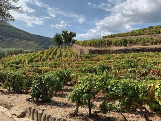 Coteaux de vignes en terrasses surplombant une vallée verdoyante, sous un ciel bleu avec quelques nuages.