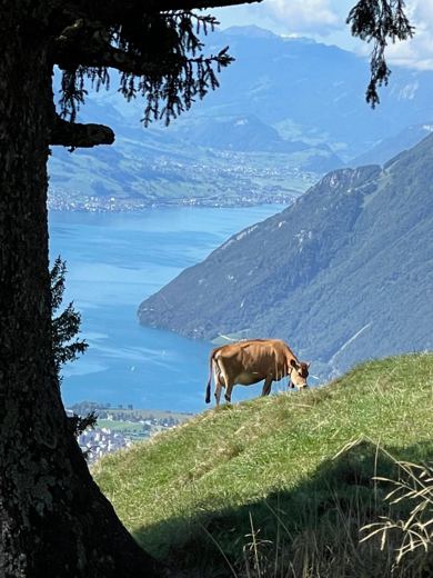 Paysage de montagne avec une vache broutant sur un pâturage en pente, lac bleu et sommets en arrière-plan.